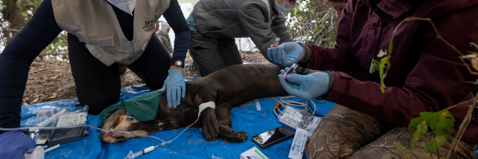 Captura de Ariranha no Passo do Lontra: Monitoramento Avalia Saúde da Espécie e Qualidade Ambiental