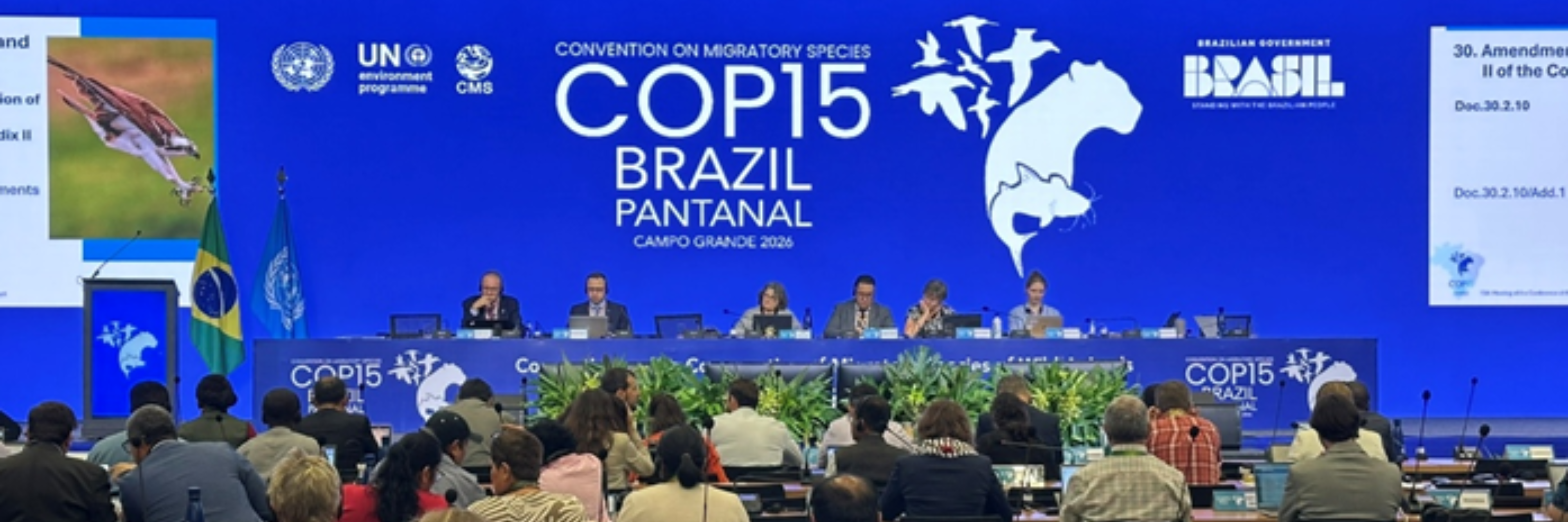 Ariranha é incluída nos Anexos I e II da Convenção de Espécies Migratórias