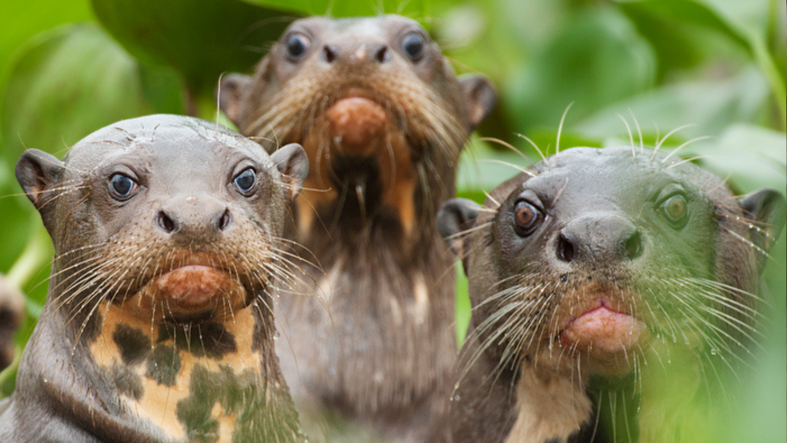 Imagens para o site (Post para Twitter) (1)